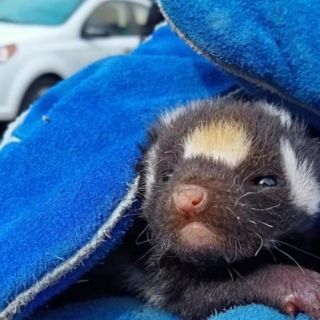 Rescatan a "Pepe Le Pew" en el patio de una casa de Querétaro