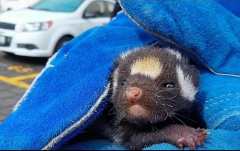 El zorrillo deambulaba por un fraccionamiento de Querétaro. SUN/CAAM