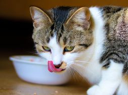 Contra lo que suele mostrar la televisión, la leche no es necesariamente una aliada en la alimentación de nuestros michis. ESPECIAL