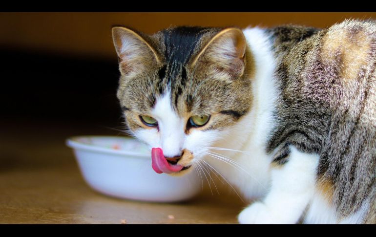 Contra lo que suele mostrar la televisión, la leche no es necesariamente una aliada en la alimentación de nuestros michis. ESPECIAL
