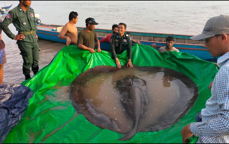 El río Mekong, en Camboya, es rico en cientos de especies de criaturas de agua dulce. EFE/Sinsamout Ounboundisane