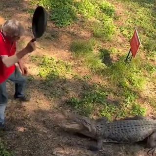 ¡A cazuelazos! Hombre se defiende de un cocodrilo a golpes