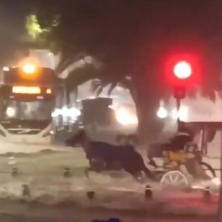 Multan y quitan permiso a calandriero que puso en riesgo a caballo en inundación