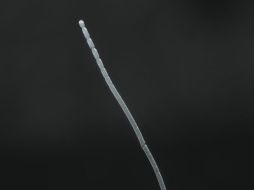 La T. magnifica tiene el tamaño y la forma de una pestaña humana. JEAN-MARIE VOLLAND