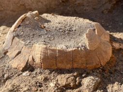 El caparazón de la tortuga hallada en Pompeya.  PARQUE ARQUEOLÓGICO DE POMPEYA