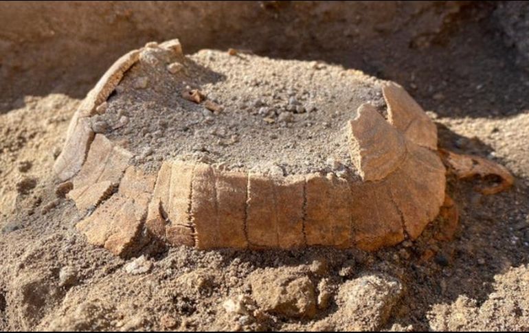 El caparazón de la tortuga hallada en Pompeya.  PARQUE ARQUEOLÓGICO DE POMPEYA