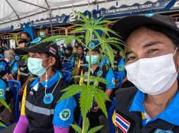 Las autoridades de Tailandia han regelado un mlllón de plantas de cannabis para incentivar su cultivo.