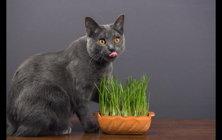 ISTOCK GETTY IMAGES/cunfek