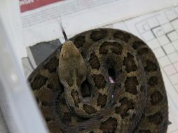 Tailandia se ha convertido un importante centro para el tráfico de animales, que son venidos a otros países a precios elevados. NTX/ARCHIVO