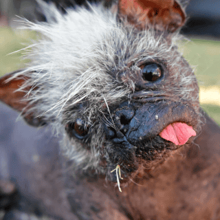 Reconocen a 'Mr. happy face' como el perro más feo del mundo