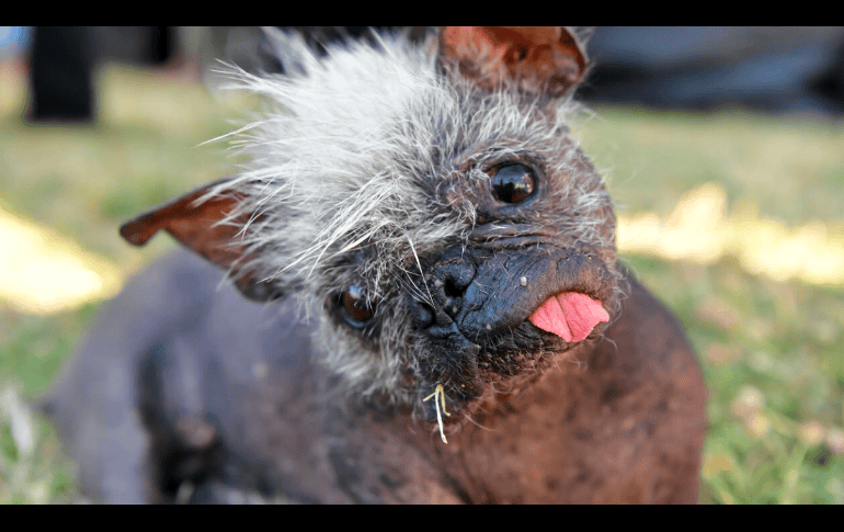 Mr. Happy Face, fue reconocido como el perro más feo del mundo a los 17 años en un concurso anual de California. AFP/ Josh Edelson