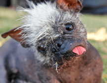 Mr. Happy Face, fue reconocido como el perro más feo del mundo a los 17 años en un concurso anual de California. AFP/ Josh Edelson