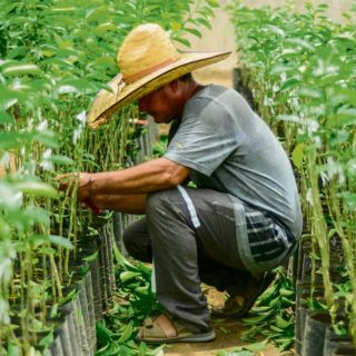 El empleo en México tiene una ligera disminución durante mayo: Inegi