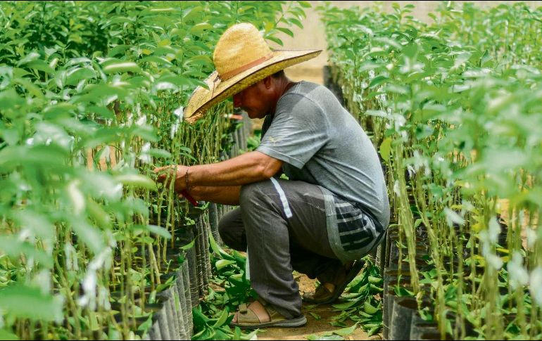 El sector agropecuario reportó 267 mil puestos menos, seguido por el sector servicios, que perdió 221 mil. ESPECIAL