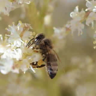 Sacrifican más de 6 millones de abejas para contener parásito devastador en Australia