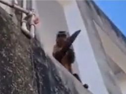 El primate, al que bautizaron Chico, es un mono adulto de aproximadamente dos años. ESPECIAL