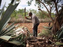 Se proyecta para operar en el resto de los estados del país productores. SUN/ARCHIVO
