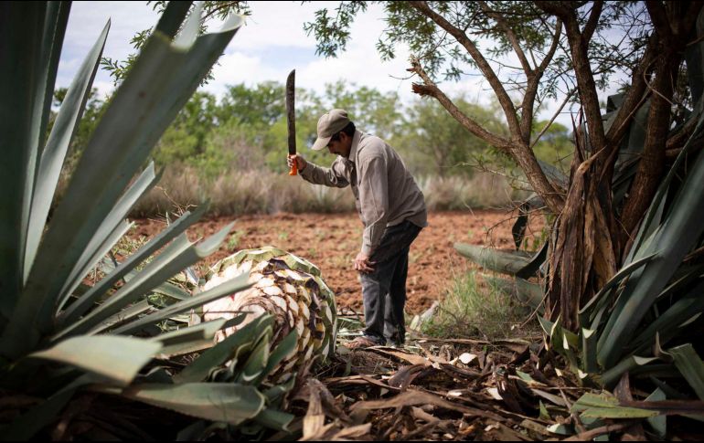Se proyecta para operar en el resto de los estados del país productores. SUN/ARCHIVO