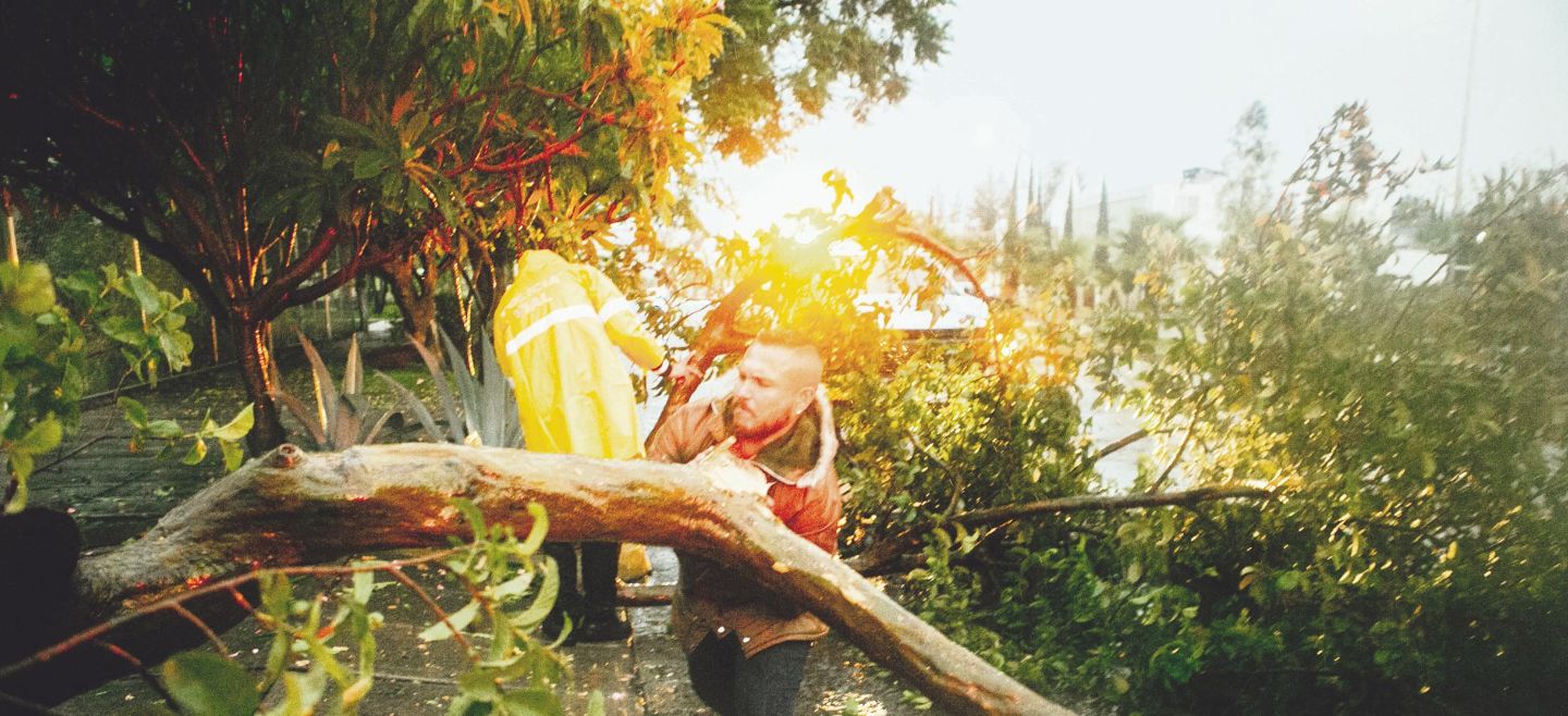 Autoridades acuden a levantar un árbol caído por la lluvia de ayer, en Avenida Federalismo casi esquina con Patria. EL INFORMADOR/ G. Gallo