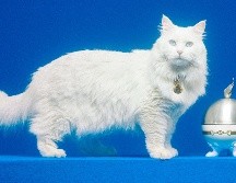 GUCCI PET COLLECTION/ Cortesía