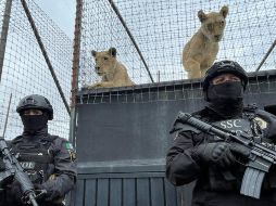 La Profepa dio a conocer en un comunicado que se había realizado un operativo dentro del predio, donde encontró más de 190 felinos. ESPECIAL