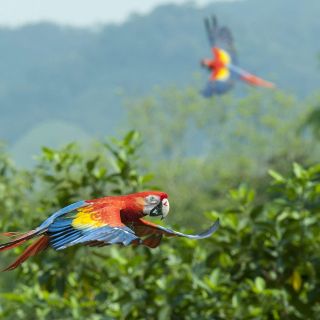 ONU: Millones de personas en todo el mundo dependen de las especies silvestres