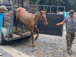 El caballo, con un visible cuadro de desnutrición, fue trasladado a las instalaciones de la Unidad de Manejo Ambiental (UMA) Villa Fantasía. ESPECIAL