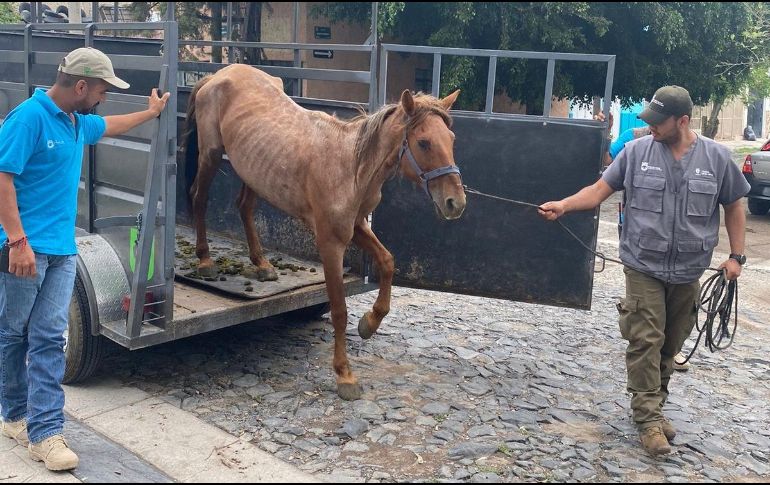 El caballo, con un visible cuadro de desnutrición, fue trasladado a las instalaciones de la Unidad de Manejo Ambiental (UMA) Villa Fantasía. ESPECIAL