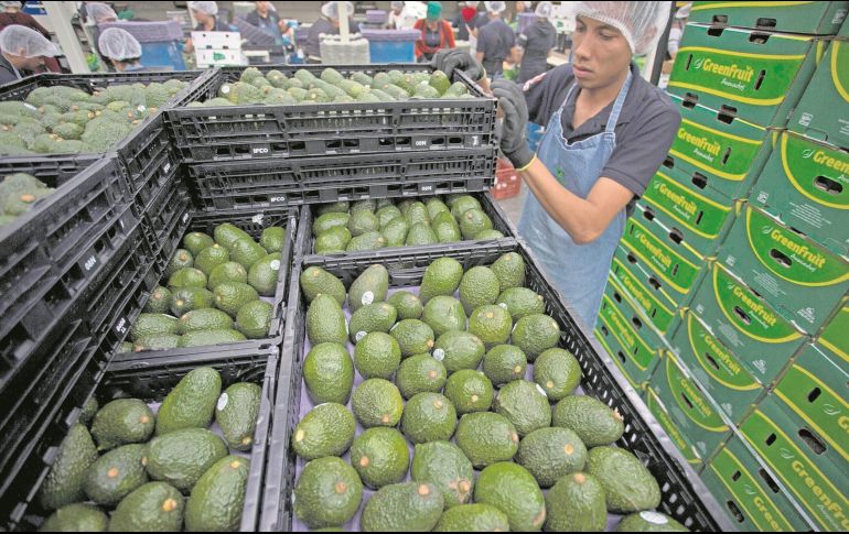 El “oro verde” puede alcanzar precios cercanos a los 160 pesos por kilogramo. EFE/Archivo