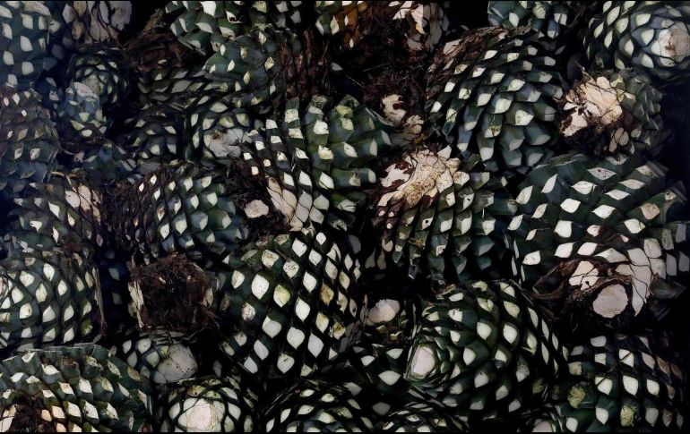 Además del tequila, hay otros productos de Jalisco que se pueden exportar a Canadá como la raicilla, equipales, vestido y calzado, muebles entre otros. AFP / ARCHIVO