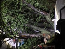 Árbol cae en vivienda de Lomas del Paradero y derriba barda tras lluvia