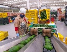 Al principio se espera exportar de 3 a 5 mil toneladas semanales, es decir, serán entre 105 mil a 175 mil toneladas anuales. Gobierno de Jalisco