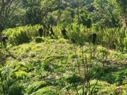 La incineración de los plantíos forma parte de las acciones para combatir el narcotráfico en Jalisco. ESPECIAL/SSE