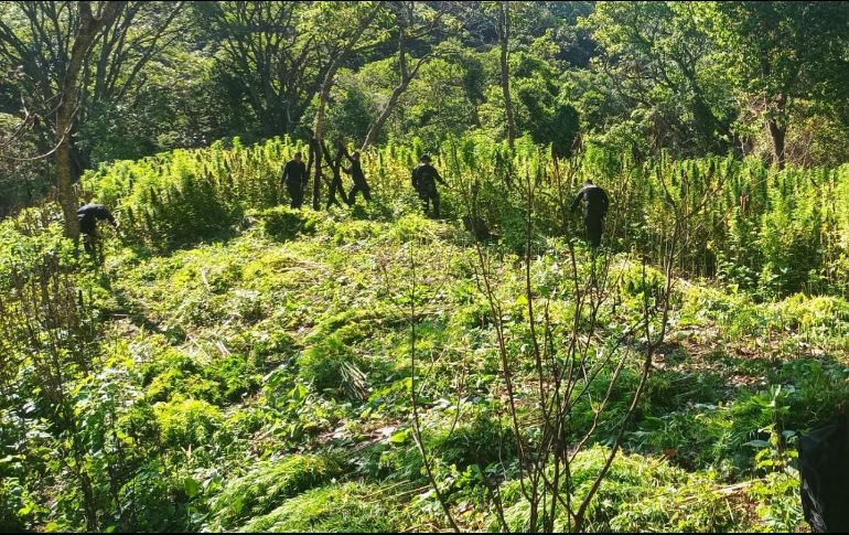 La incineración de los plantíos forma parte de las acciones para combatir el narcotráfico en Jalisco. ESPECIAL/SSE