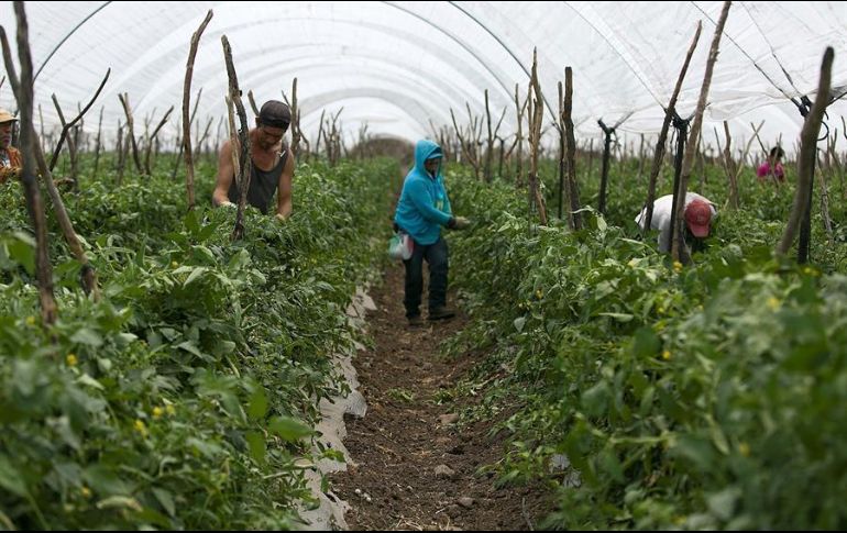 Hay dos tipos de visas de trabajo temporal: una se llama H2A, que es fundamentalmente para trabajadores agrícolas, y la H2B que es para otros trabajos, como empacadores. EL INFORMADOR/ ARCHIVO