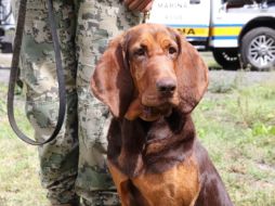 Una perrita de la Marina llamada 