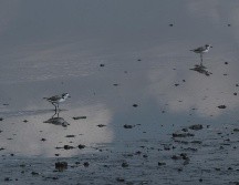 Registran nacimiento de aves protegidas en laguna en Villa Corona