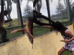 En el video que se viralizó a través de la plataforma, se observa cómo el mono jalonea del cabello a la joven que minutos antes lo molesta. ESPECIAL
