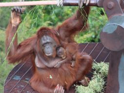 Los orangutanes, son semi solitarios, pero existe una relación muy estrecha entre madres y crías, este periodo de dependencia es el más largo de todos los animales en la Tierra. CORTESÍA / Zoológico Guadalajara