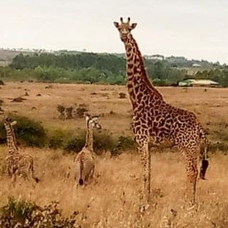 ¡Inédito! Sorprende el nacimiento de jirafas gemelas en Kenia