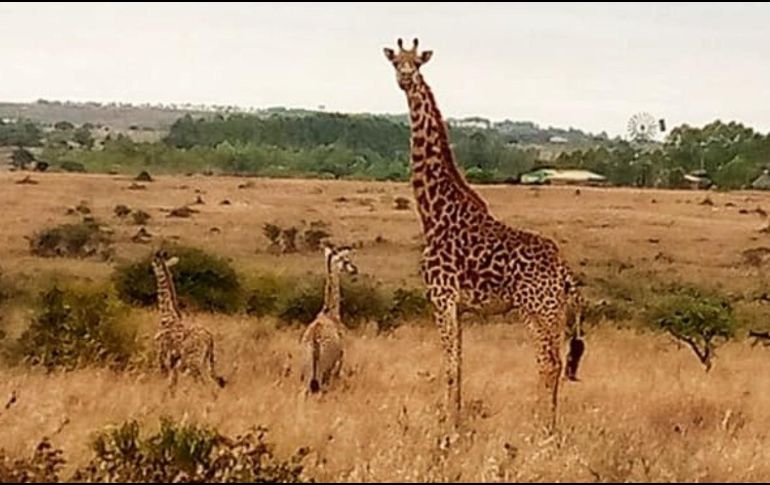 Este singular acontecimiento tuvo lugar en el Parque Nacional de Nairobi, en Kenia. TWITTER/ @tunajibu