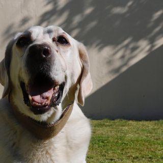 Día del perro: Historia, curiosidades, y lo que debes de saber para consentir a tu mascota