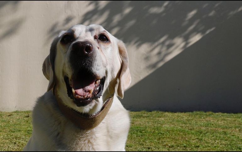 El día mundial del perro se celebra desde 2004 para festejar la relación de siglos que llevamos los humanos con nuestras mascotas. SUN/ARCHIVO