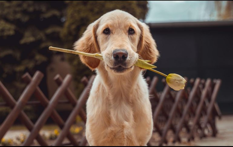 Este 21 de julio es el Día Mundial del Perro. ESPECIAL/Photo by Richard Brutyo on Unsplash.