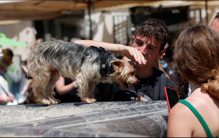 Algunas recomendaciones hechas por los especialistas de la salud son; lavar bien las manos después de tener contacto con las mascotas, asear su espacio y levantar las heces de los perros. EFE / G. Lami