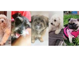 Hoy es el Día Mundial del Perro. ESPECIAL.