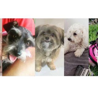 Día Mundial del Perro