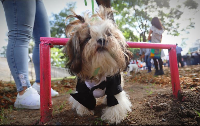 El parque de perros está ubicado en la Colonia Jardines del Country y fue rehabilitado con una inversión de 303 mil pesos. ESPECIAL