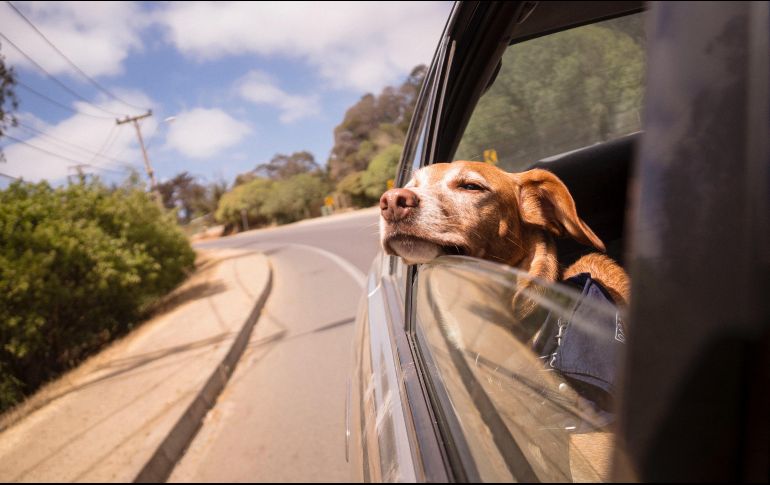 Al menos 43 millones de hogares en México tienen un perro como mascota, esto de acuerdo con datos del Instituto Nacional de Estadística y Geografía. Unsplash