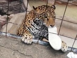 El jaguar se quedó con uno de los tenis del menor como botín tras morderle el pie. ESPECIAL